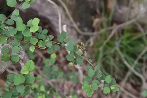 Foto dokumenter Spiraea blumei