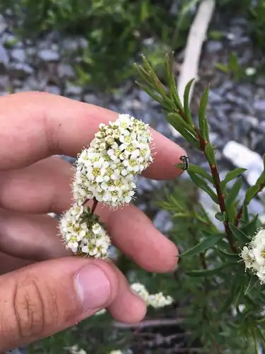 Foto dokumenter Spiraea alpina