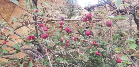 Foto dokumenter Cotoneaster mongolicus