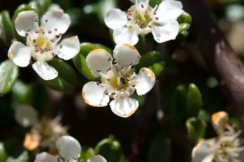 Foto dokumenter Cotoneaster morrisonensis