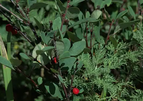 Foto dokumenter Cotoneaster uniflorus