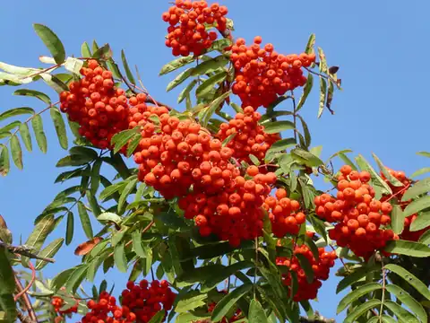 Foto dokumenter Sorbus aucuparia