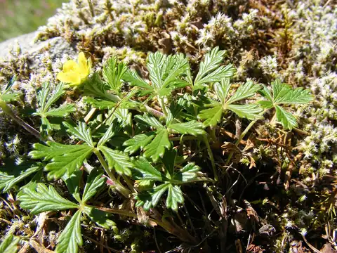 Foto dokumenter Potentilla argentea