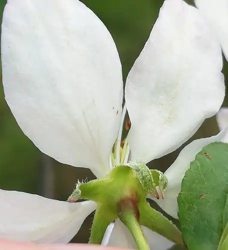 Foto dokumenter Malus sylvestris
