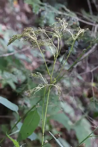 Foto dokumenter Filipendula glaberrima