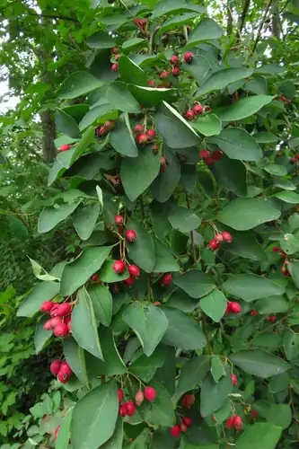 Foto dokumenter Cotoneaster multiflorus