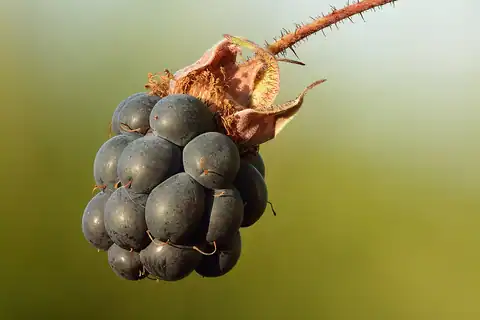 Foto dokumenter Rubus caesius