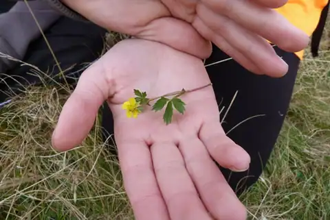 Foto dokumenter Potentilla anglica