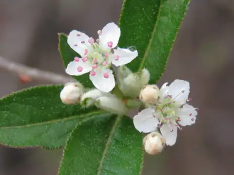 Foto dokumenter Aronia arbutifolia