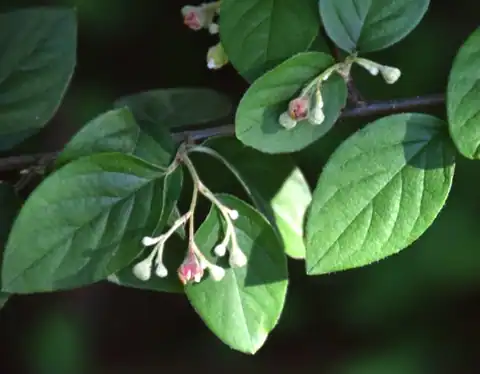 Foto dokumenter Cotoneaster zabelii