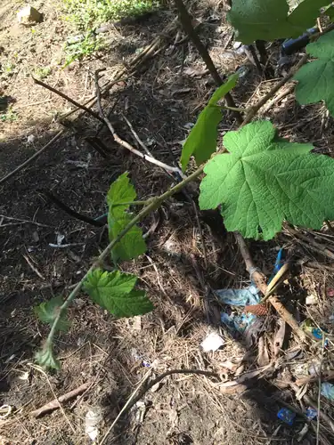 Foto dokumenter Rubus alceifolius