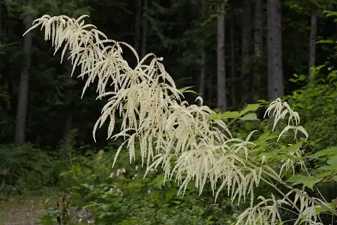 Foto dokumenter Aruncus dioicus