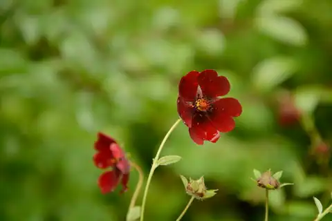 Foto dokumenter Potentilla atrosanguinea