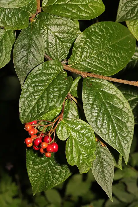Foto dokumenter Cotoneaster rehderi