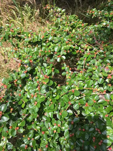 Foto dokumenter Cotoneaster hjelmqvistii