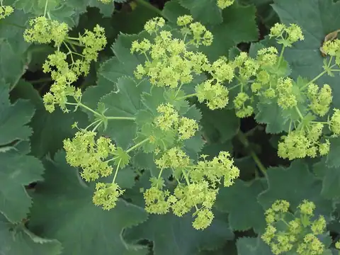 Foto dokumenter Alchemilla mollis