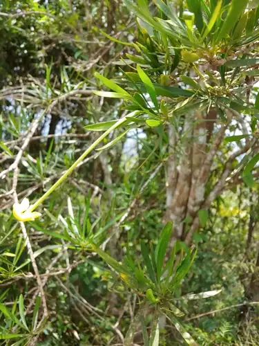 Foto dokumenter Brunfelsia densifolia