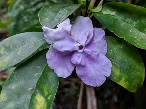 Foto dokumenter Brunfelsia uniflora