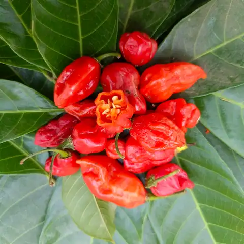 Foto dokumenter Capsicum annuum