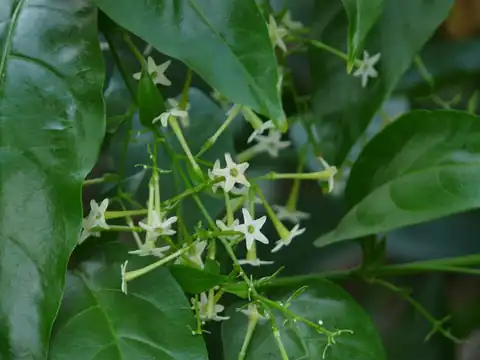 Foto dokumenter Cestrum nocturnum