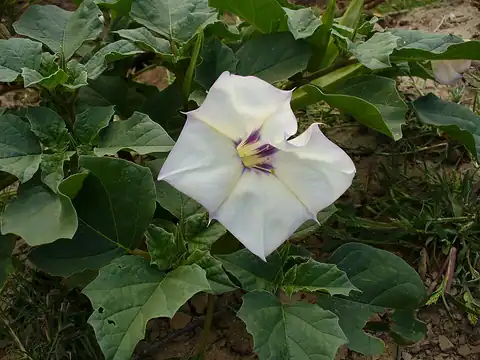 Foto dokumenter Datura discolor
