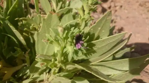 Foto dokumenter Hyoscyamus muticus