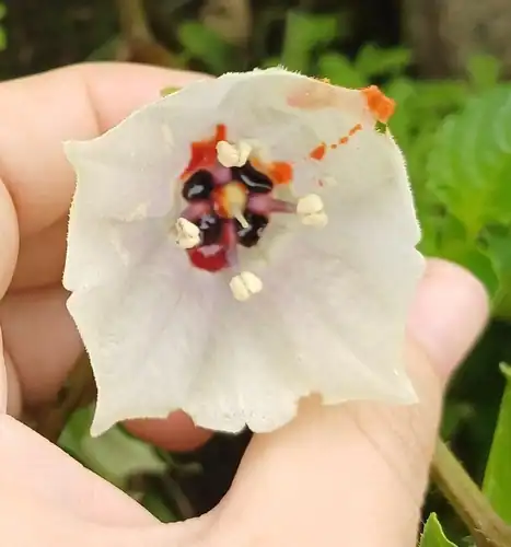 Foto dokumenter Jaltomata aspera