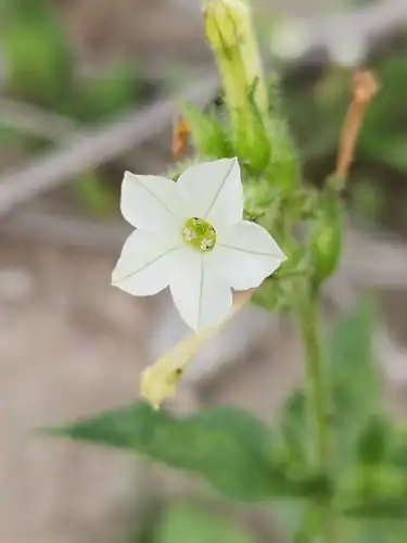 Foto dokumenter Nicotiana clevelandii