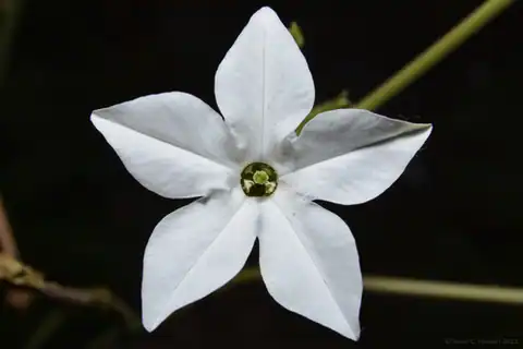 Foto dokumenter Nicotiana longiflora