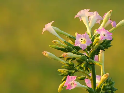 Foto dokumenter Nicotiana tabacum