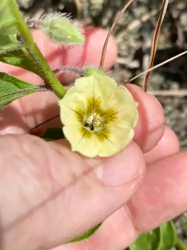 Foto dokumenter Physalis lanceolata