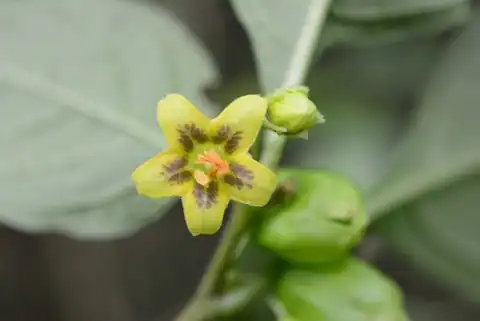 Foto dokumenter Physalis melanocystis