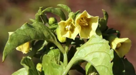 Foto dokumenter Physalis viscosa
