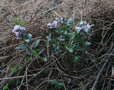 Foto dokumenter Physochlaina physaloides