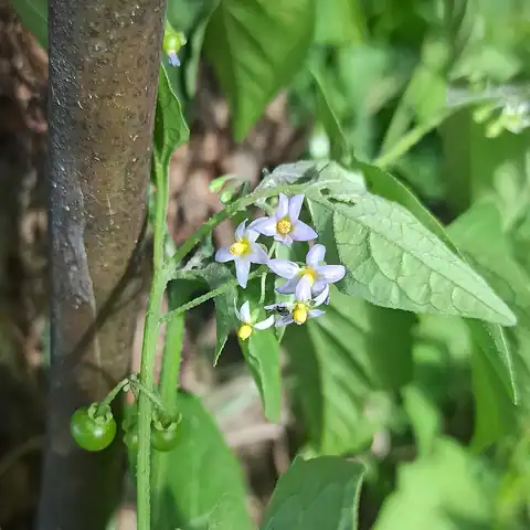 Foto dokumenter Solanum americanum