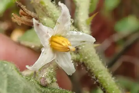 Foto dokumenter Solanum anguivi