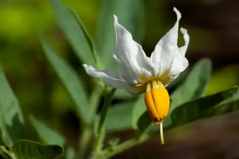 Foto dokumenter Solanum jamesii