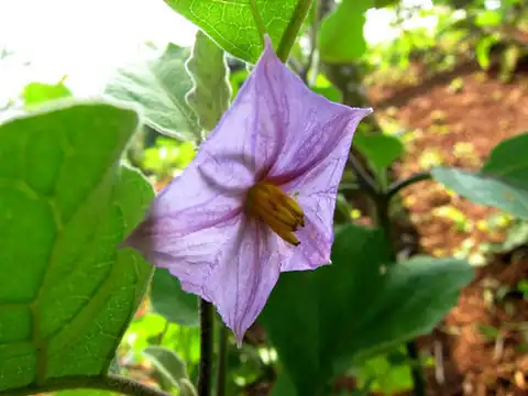 Foto dokumenter Solanum melongena