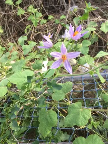 Foto dokumenter Solanum trilobatum