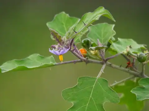 Foto dokumenter Solanum violaceum