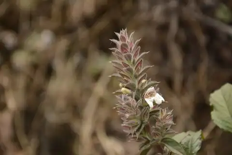 Foto dokumenter Lepidagathis cuspidata