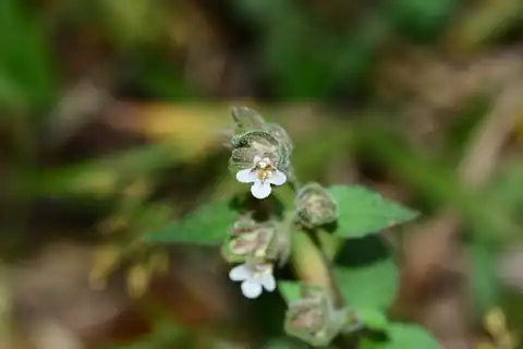 Foto dokumenter Lepidagathis fasciculata