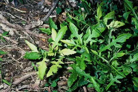 Foto dokumenter Rorippa divaricata