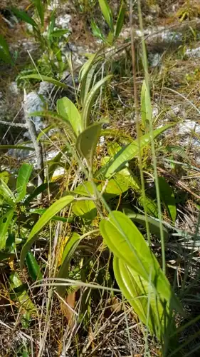 Foto dokumenter Miconia bicolor