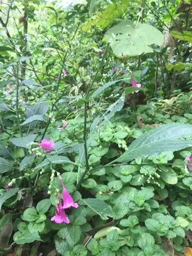 Foto dokumenter Strobilanthes hamiltoniana