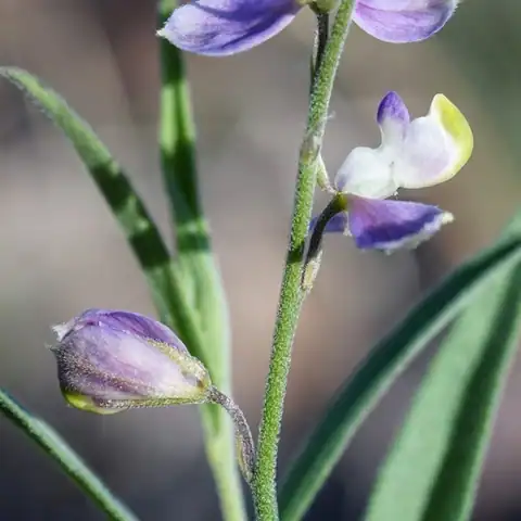 Foto dokumenter Hebecarpa obscura