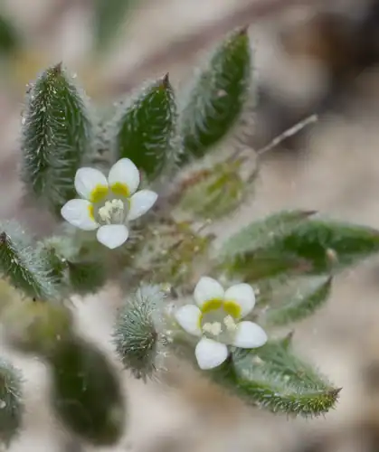 Foto dokumenter Loeseliastrum depressum
