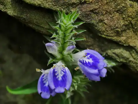 Foto dokumenter Rungia taiwanensis
