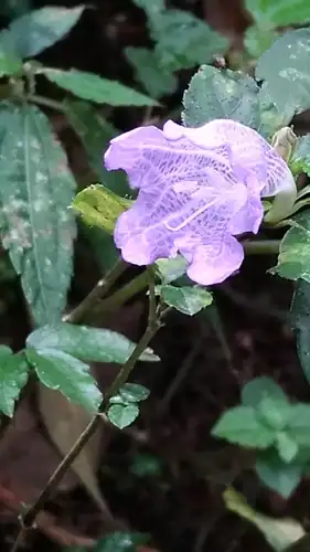Foto dokumenter Strobilanthes rankanensis