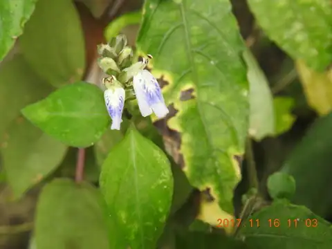 Foto dokumenter Rungia chinensis